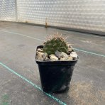 Opuncia - Opuntia polyacantha var. erinacea, výška: 5-10 cm, kont. P9 (-30°C)